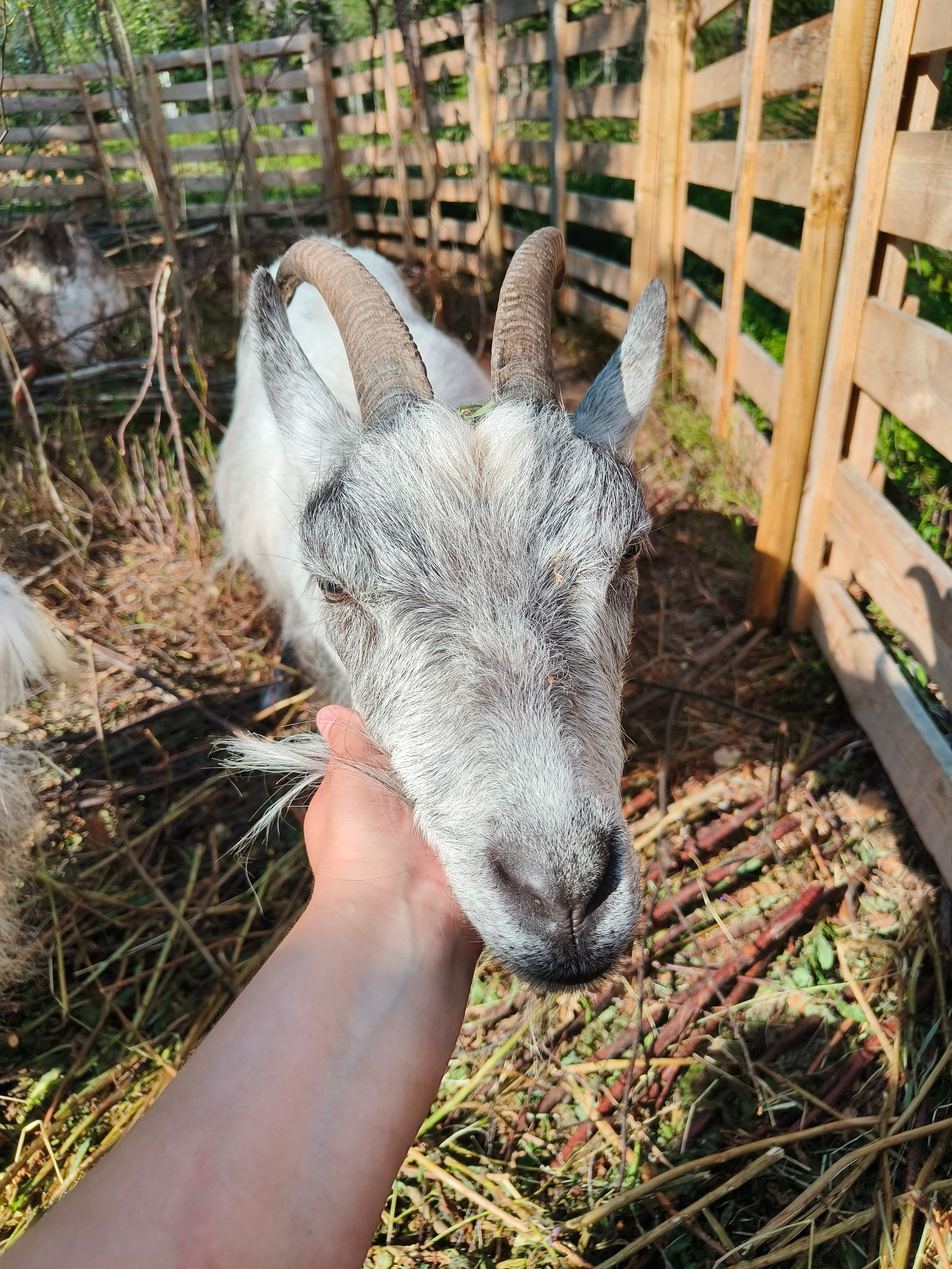 Arctic Forest Hike with Finnish Goats