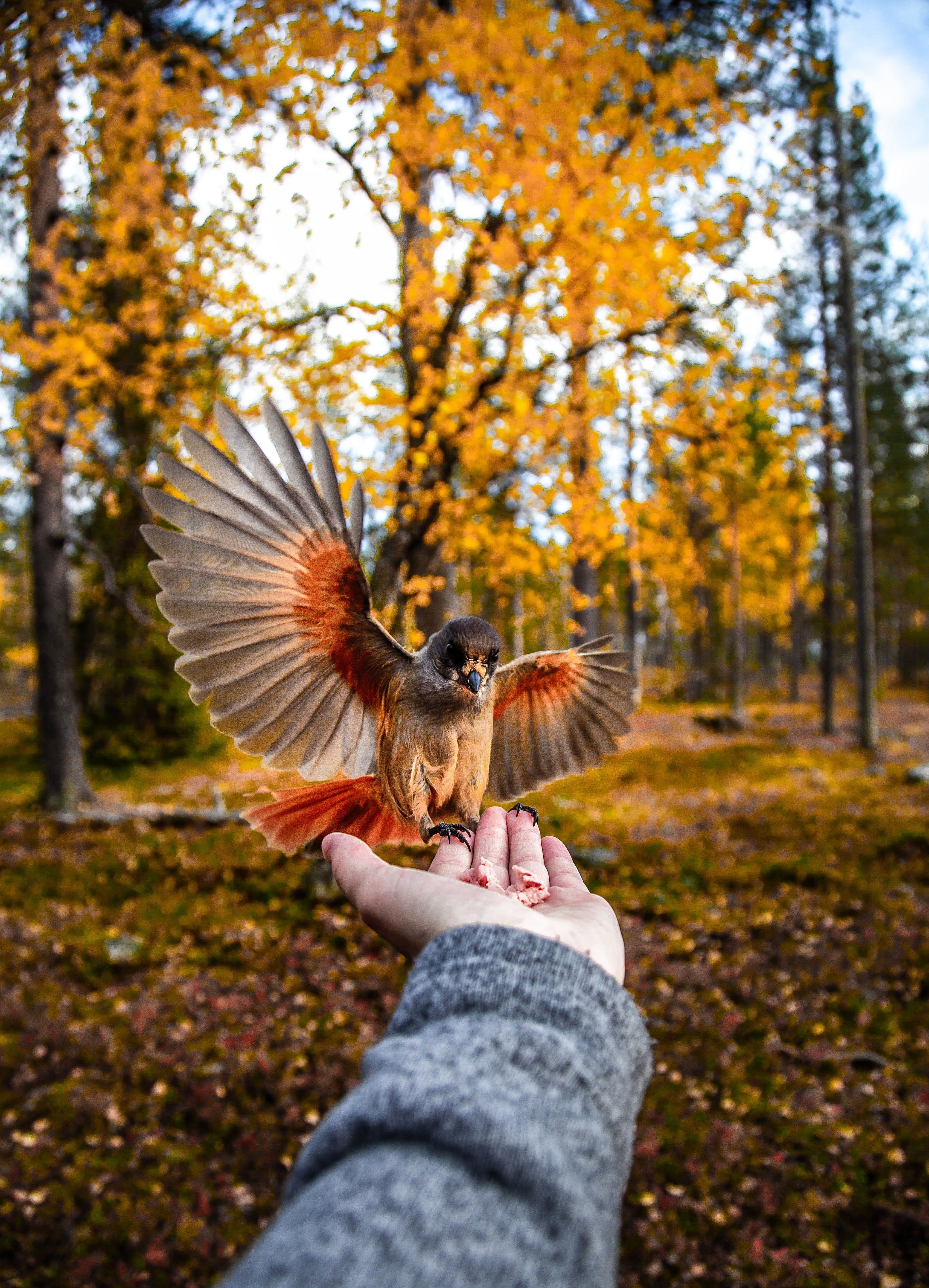 Wildlife And Birds in Arctic Forests