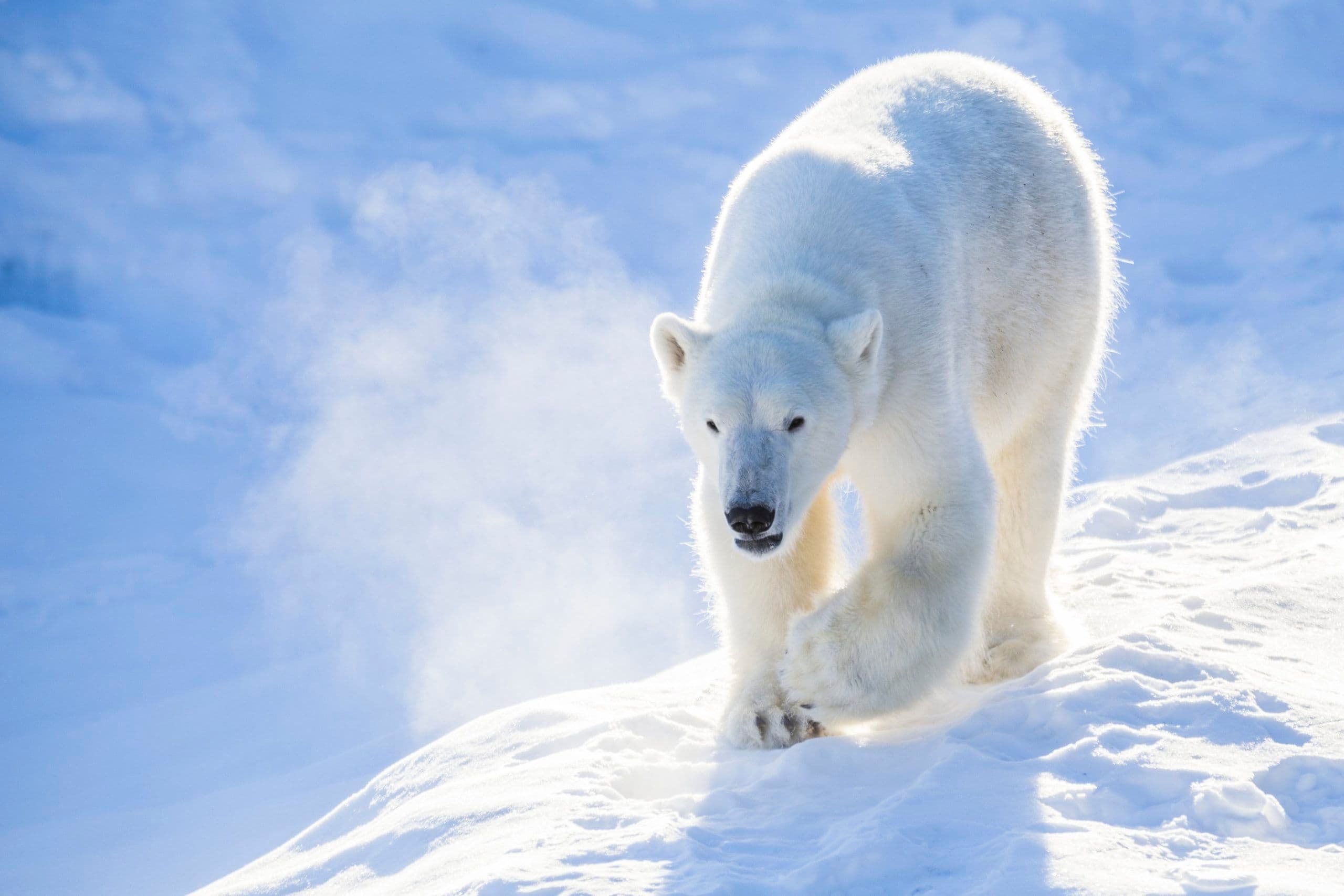 Tickets to Ranua Wildlife Park