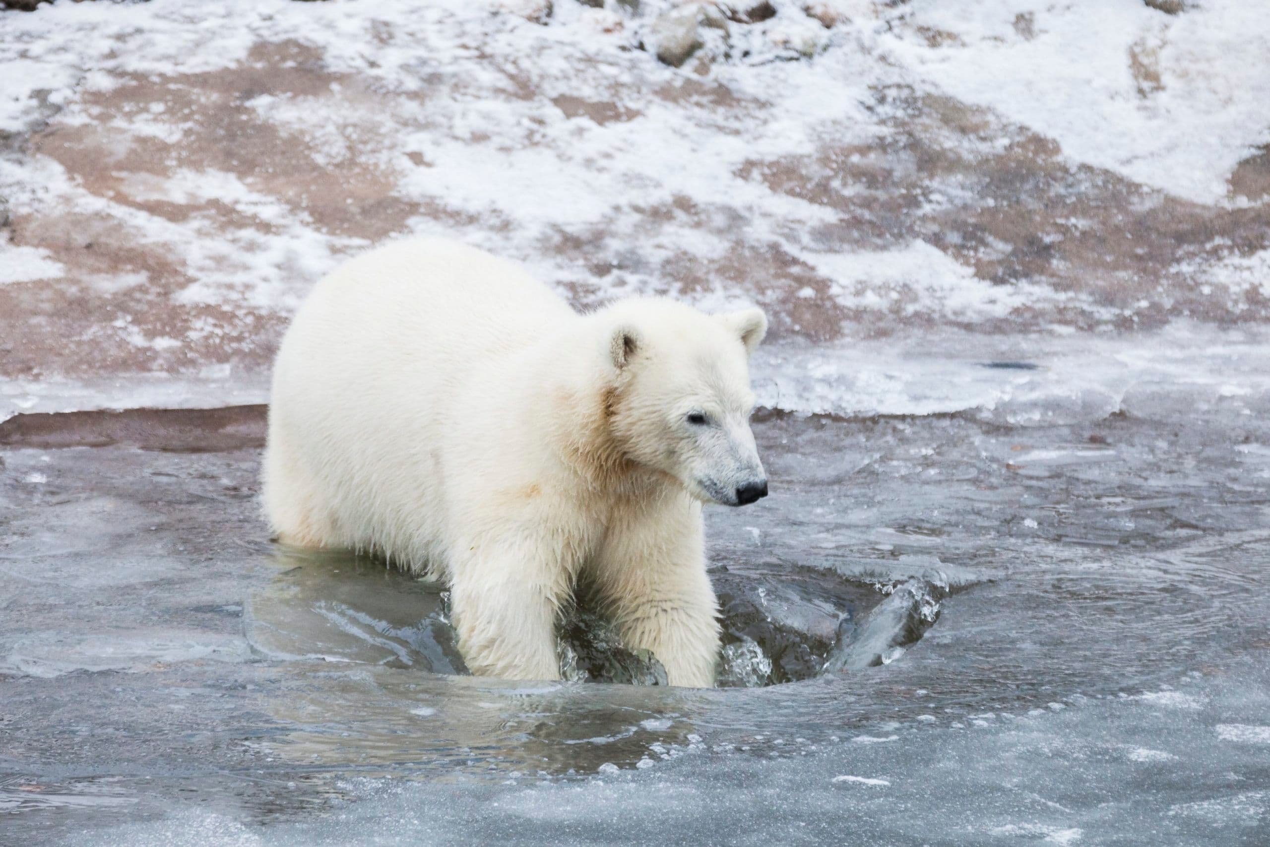 Ranua Zoo – Arctic animals also in summer